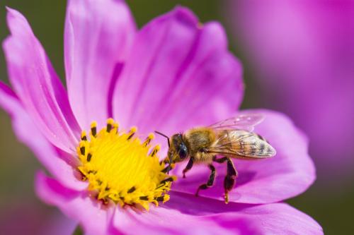 Sowing of Wildflower Seeds