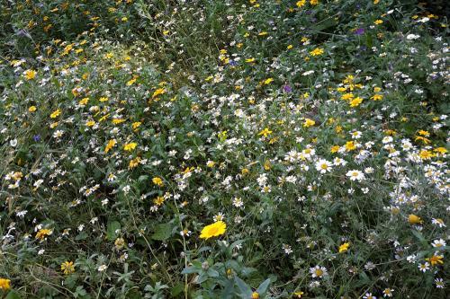 Wildflower Gardens