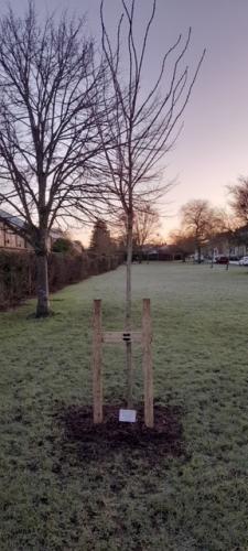 Commemorative tree for HM Queen Elizabeth II Platinum Jubilee